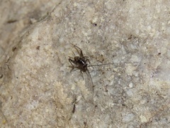 Tachycines asynamorus