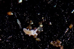 Ceratophysella