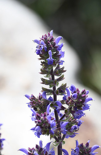 Thracian Sage (Salvia teddii)