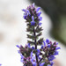 Thracian Sage - Photo (c) josefwirth, some rights reserved (CC BY-NC), uploaded by josefwirth