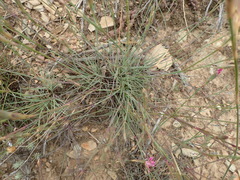 Dianthus basuticus fourcadei