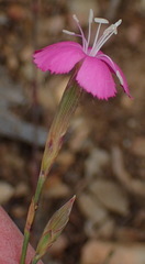 Dianthus basuticus fourcadei