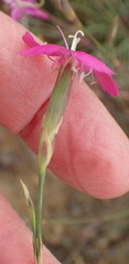 Dianthus basuticus fourcadei