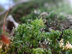 Mnium spinosum