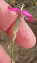 Dianthus basuticus fourcadei