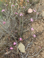 Dianthus basuticus fourcadei