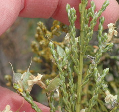 Amphithalea vlokii
