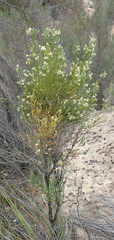 Amphithalea vlokii
