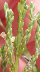 Amphithalea vlokii