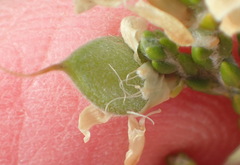 Amphithalea vlokii
