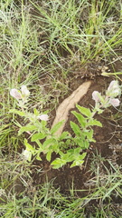 Hermannia grandistipula