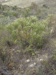 Amphithalea vlokii