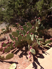 Opuntia engelmannii engelmannii