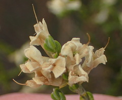 Amphithalea vlokii