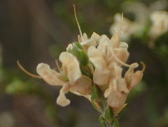 Amphithalea vlokii