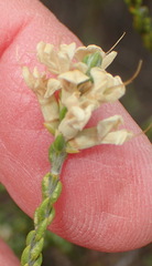 Amphithalea vlokii
