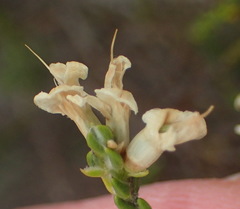 Amphithalea vlokii