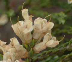 Amphithalea vlokii