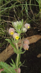 Hermannia grandistipula