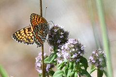 Melitaea ornata