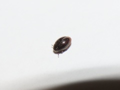 Simplocaria