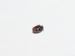 Simplocaria