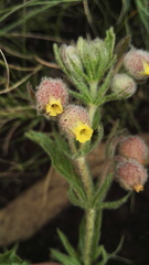 Hermannia grandistipula