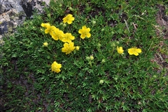 Potentilla biflora