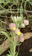 Hermannia grandistipula
