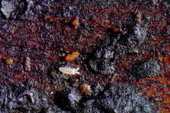 Ceratophysella