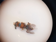 Cheiloneurus claviger