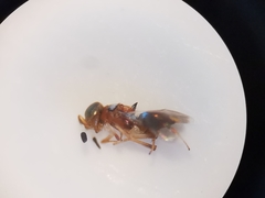 Cheiloneurus claviger