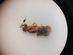 Cheiloneurus claviger