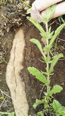 Hermannia grandistipula