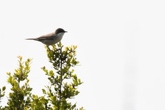 Curruca crassirostris