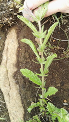 Hermannia grandistipula
