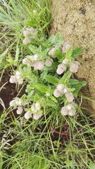Hermannia grandistipula