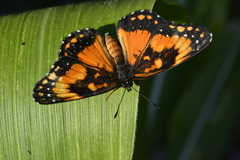 Chlosyne lacinia saundersi