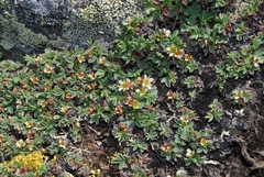Potentilla tetrandra