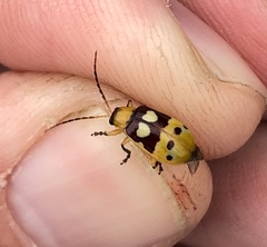 Paranapiacaba connexa