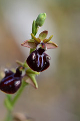 Ophrys mammosa