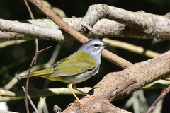 Myiothlypis leucoblephara
