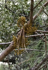 Arceuthobium vaginatum cryptopodum