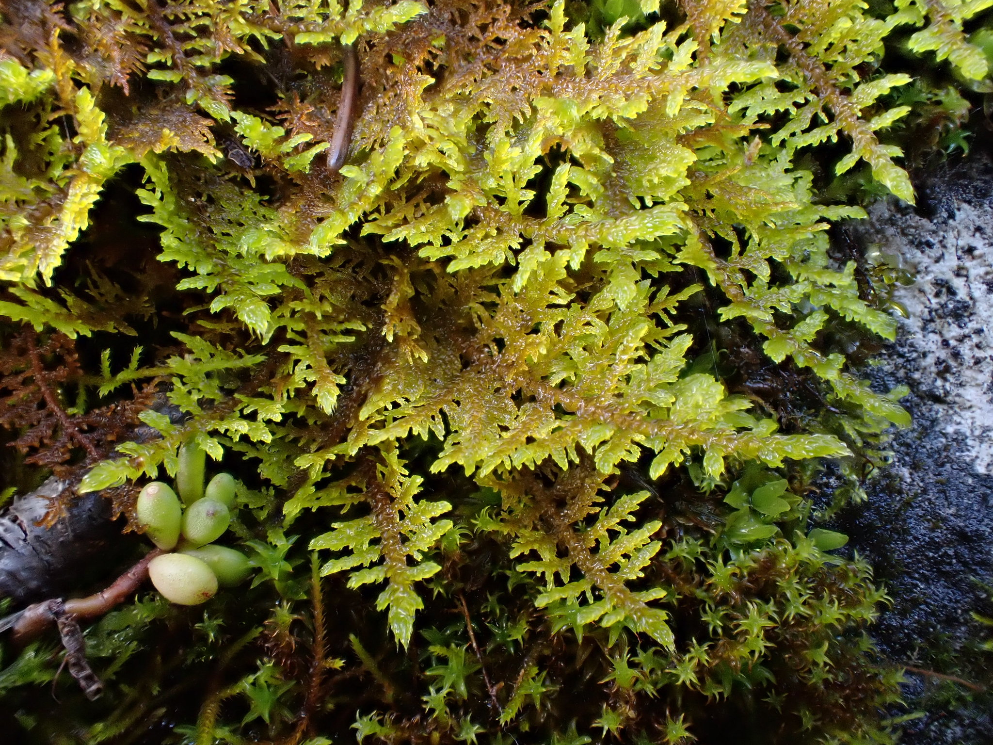 Thuidium delicatulum var. radicans