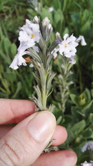 Chascanum latifolium