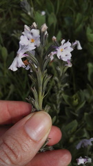 Chascanum latifolium