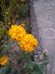 Tagetes