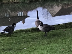 Branta canadensis