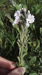 Chascanum latifolium