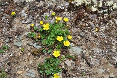 Potentilla gelida